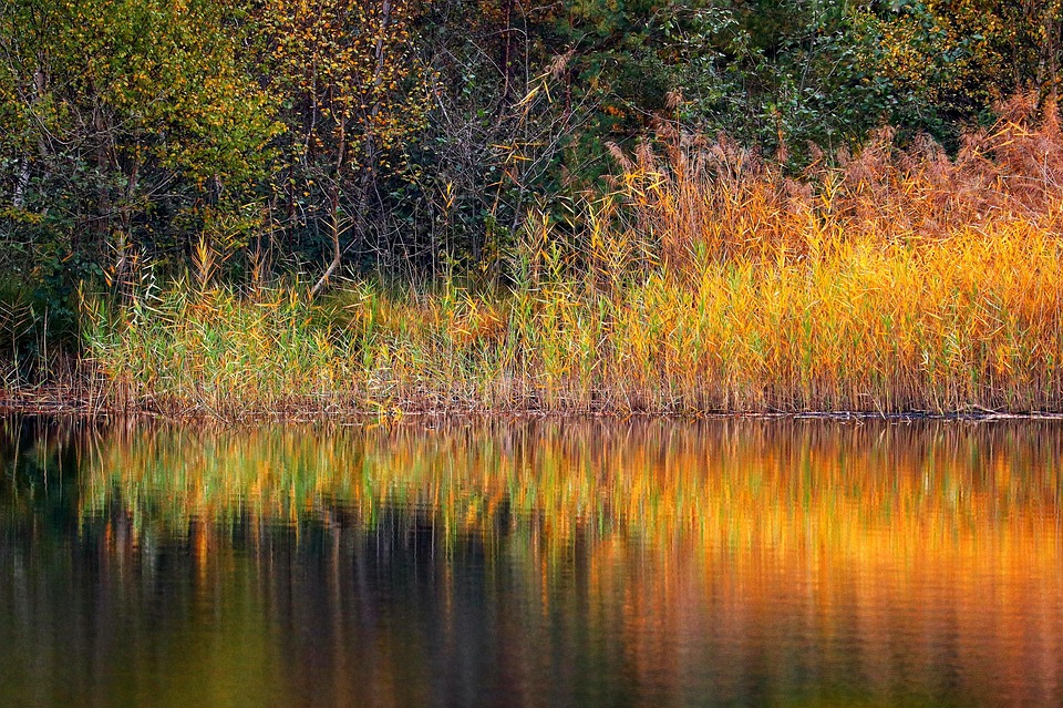Lake Reeds Bank - Free photo on Pixabay