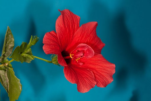Hibisco, Fondo De La Flor