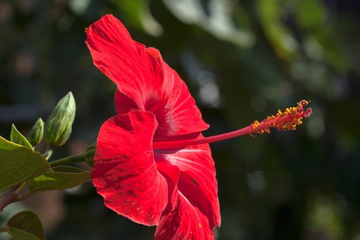 Flor, Pétalos, Salvaje, Hibiscus