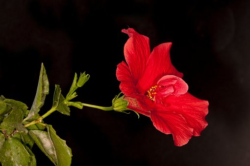 Hibisco, Flor, Pétalos, Pétalos Rojos