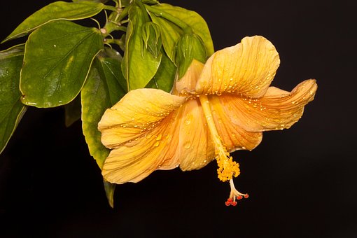 Flor, Pétalos, Salvaje, Hibiscus