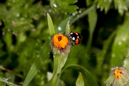 Flor, Follaje, Salvaje