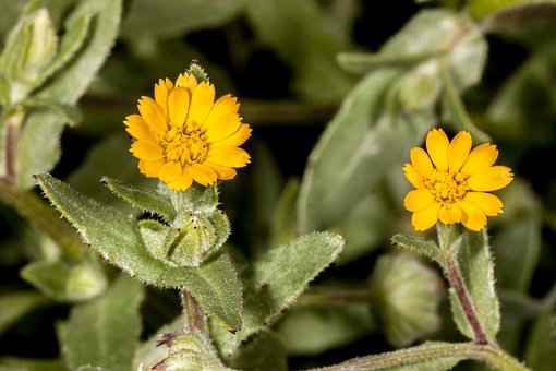 Flor, Follaje, Salvaje