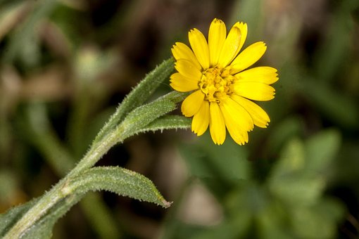 Flor, Follaje, Salvaje