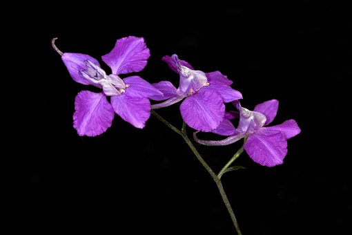 Flor, Follaje, Salvaje, Capuchino