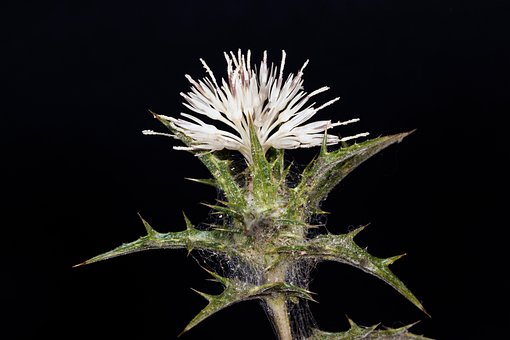 Flor, Planta, Flor Silvestre, Carthamus
