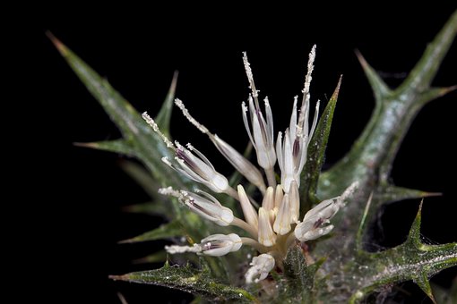 Flor, Planta, Flor Silvestre, Carthamus