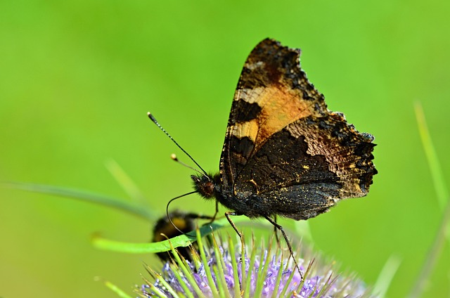 Free Butterfly Flower photo and picture