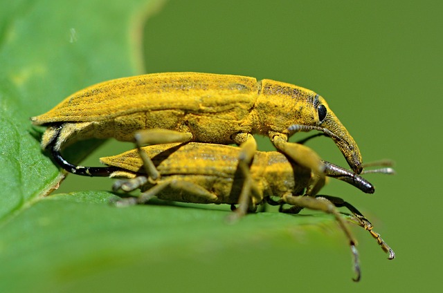 Free Beetles Bugs photo and picture