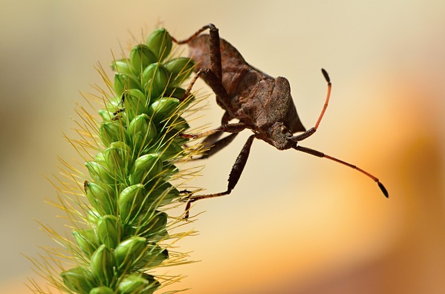 Free Beetle Nature photo and picture