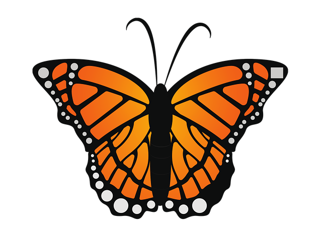 Free butterfly monarch insect illustration