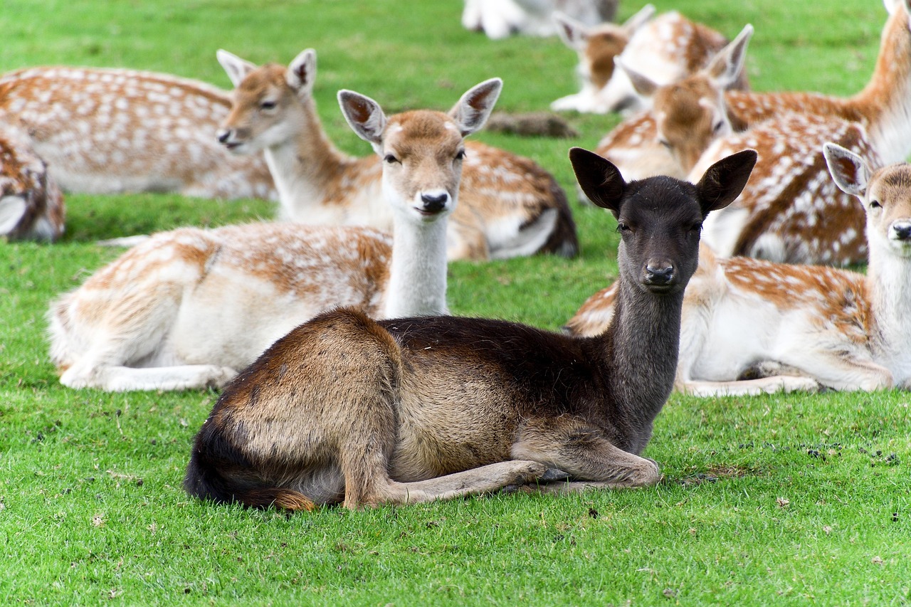 Roe Deer - free online jigsaw puzzle photo