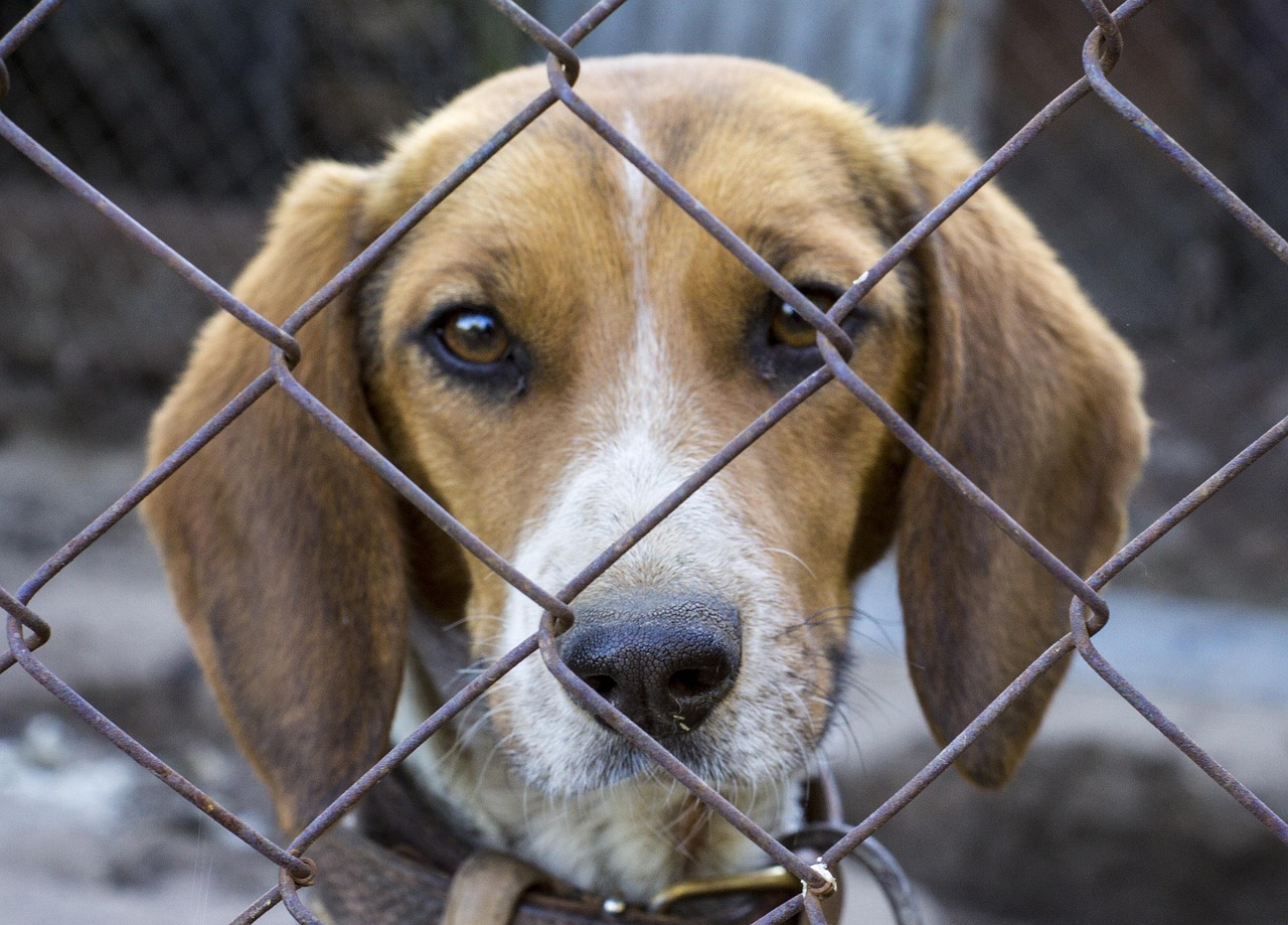 Dog Grid Free Photo On Pixabay Pixabay Dog grid free photo on pixabay pixabay