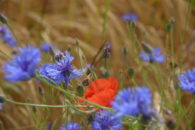 Valmue, Kornåker, Cornflowers, Blomster