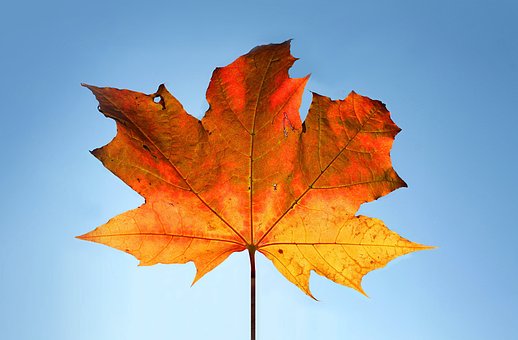 Free Sheet Maple photo and picture