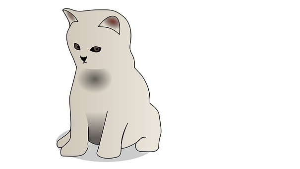 Mačka, Mačiatko, Domáce Zviera, Kitty