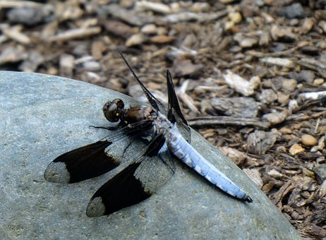 Free Dragonfly Insect photo and picture