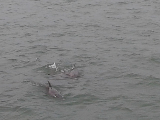 Free Dolphins Ocean photo and picture