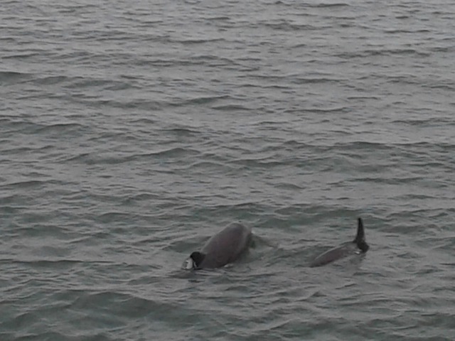 Free Dolphins Ocean photo and picture