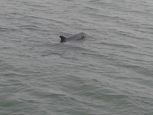 Free Ocean Dolphins photo and picture