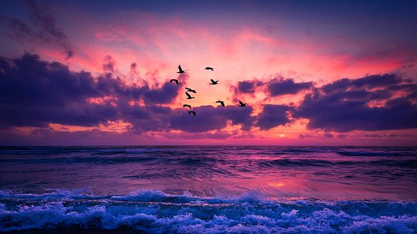 Ocean, Fugle, Solnedgang, Hav, Strand