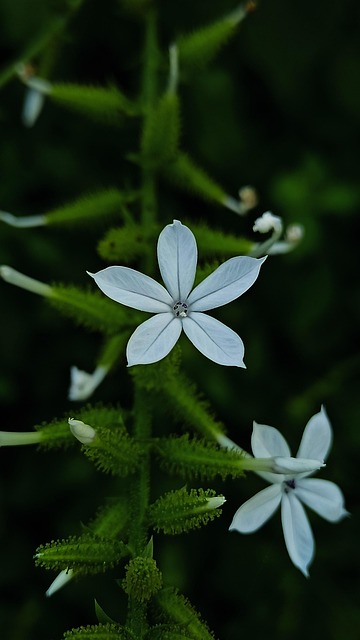 Free Flowers Petals photo and picture