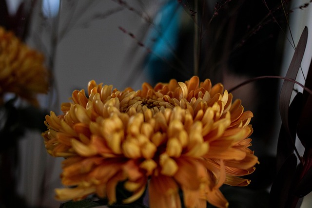 Free Flower Autumn photo and picture