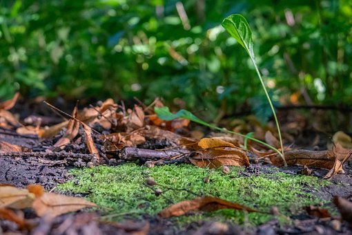 Planta, Natureza, Broto, Musgo, Orgânico