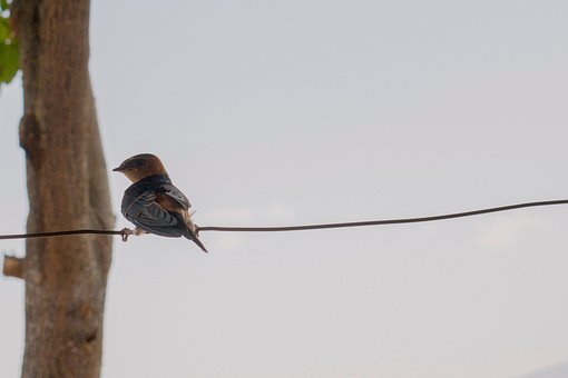 Free Animal Birds photo and picture