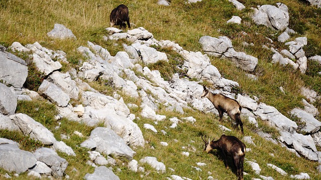 Free Chamois Gems photo and picture