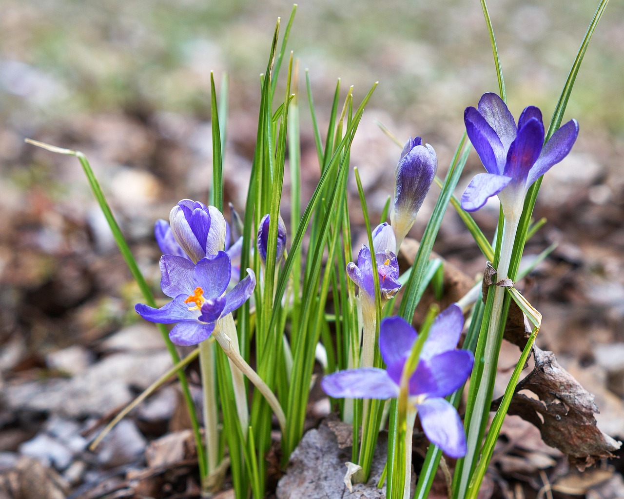 Blumen Blütenblätter Gras - Kostenloses Foto auf Pixabay - Pixabay