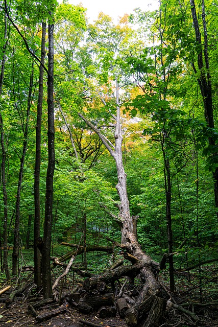 Free Trees Forest photo and picture