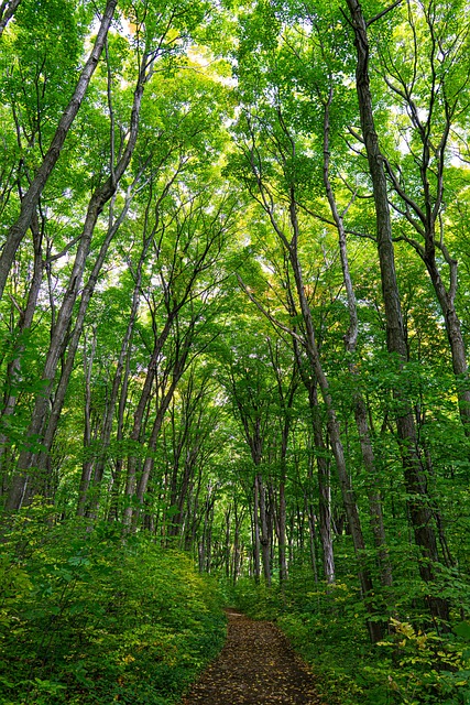 Free Forest Nature photo and picture