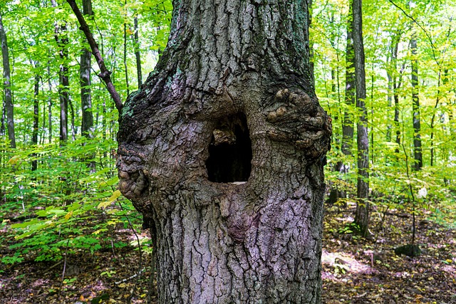 Free Tree Trunk Bark photo and picture