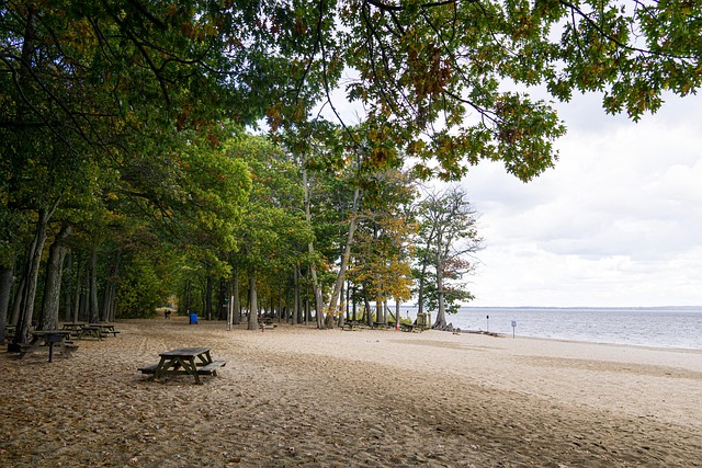 Free Forest Nature photo and picture