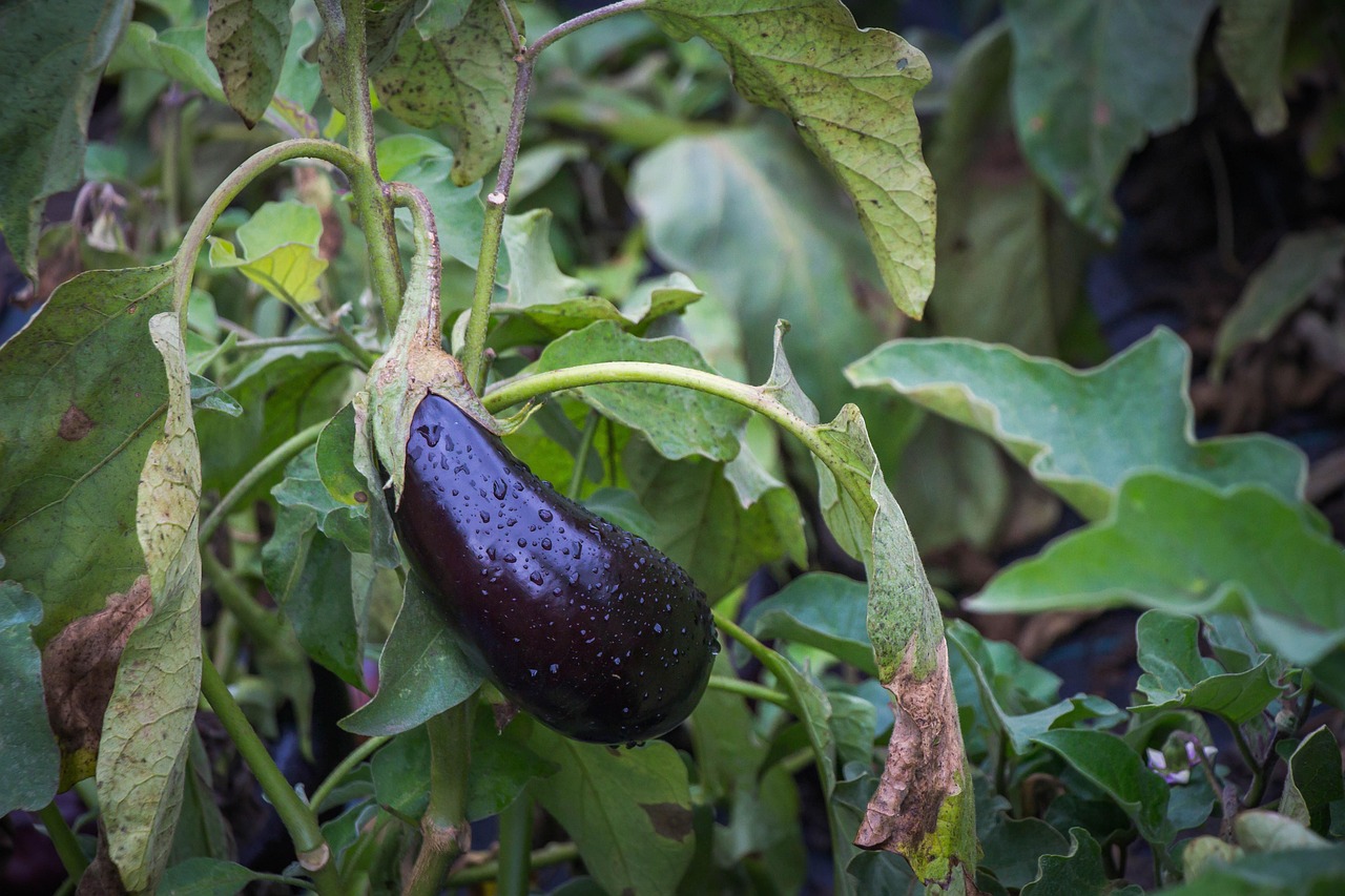 Eggplant Aubergine Organic Free photo on Pixabay Pixabay