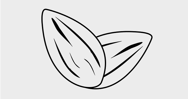 Free Almond Almonds illustration and picture