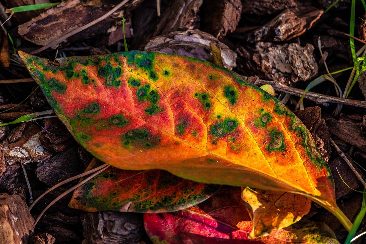 가을 잎 Caco - Pixabay의 무료 사진 - Pixabay