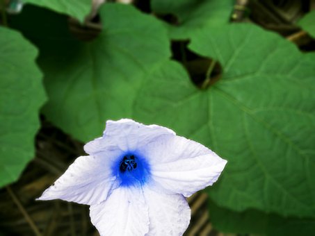 Free Flower Leaf photo and picture