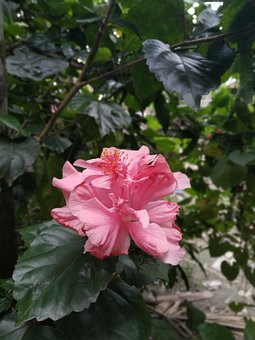 Free Flower Floral photo and picture