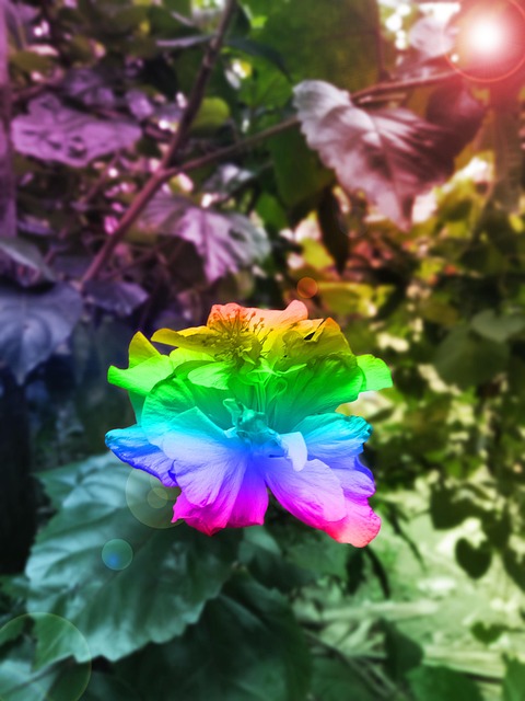 Free Flower Floral photo and picture