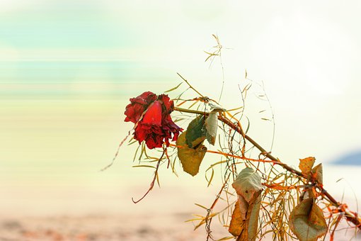 500以上の無料枯れた花 花画像 Pixabay