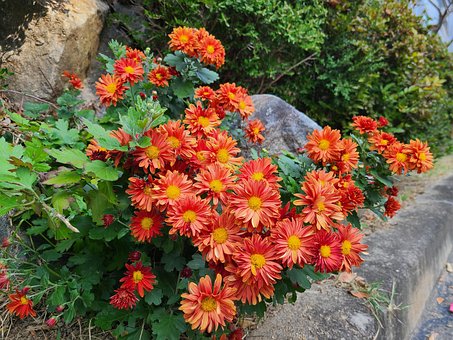 Free Chrysanthemum Simple photo and picture