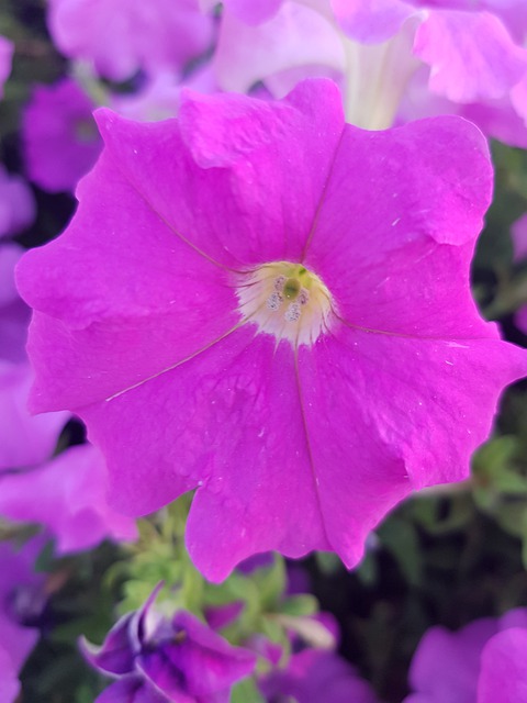 Free Nature Flowers illustration and picture