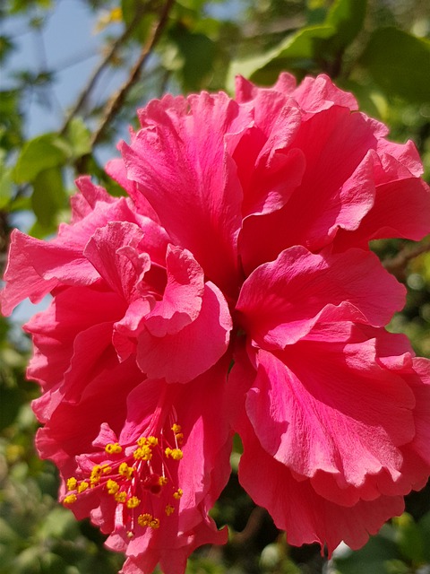Free Nature Flowers illustration and picture