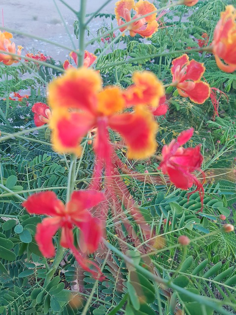 Free Nature Flowers illustration and picture