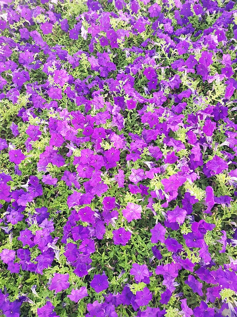 Free Nature Flowers illustration and picture