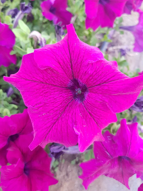 Free Nature Flowers illustration and picture