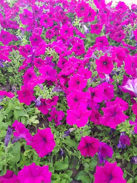 Free Nature Flowers illustration and picture