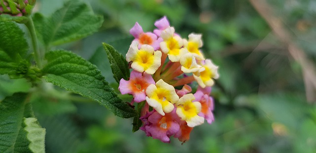 Free Nature Flowers illustration and picture